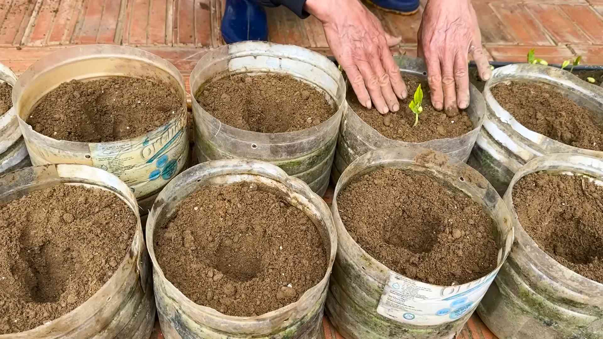 Bohnenpflanzen blühen unerwartet