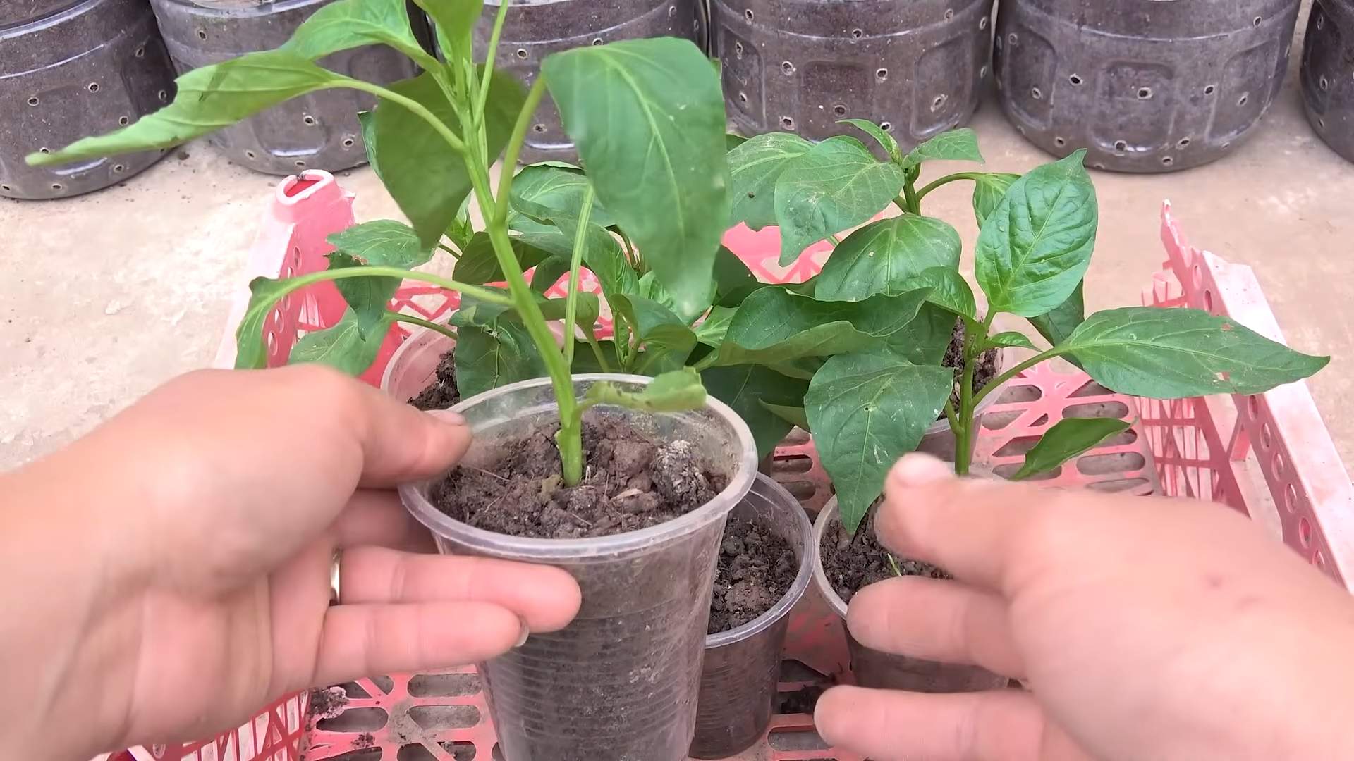 Paprika Anbau in Flaschen