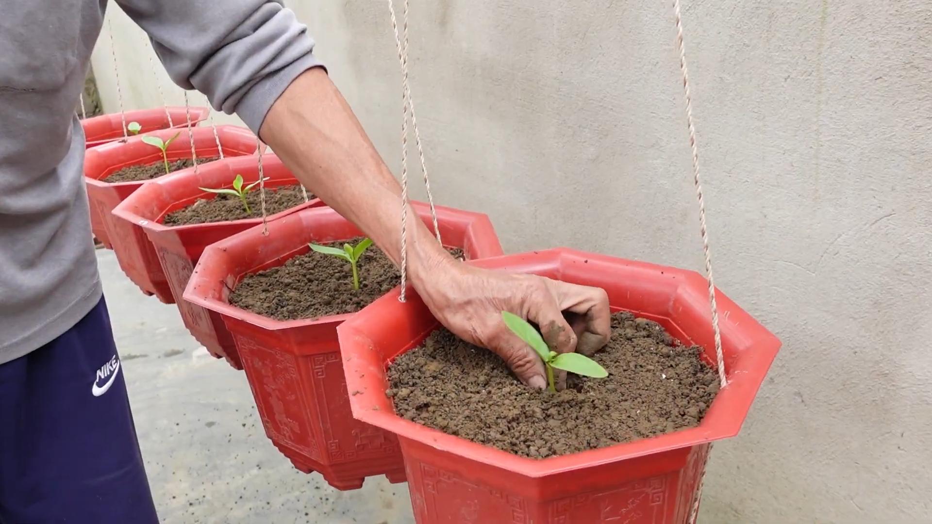 Spinat anbauen drinnen