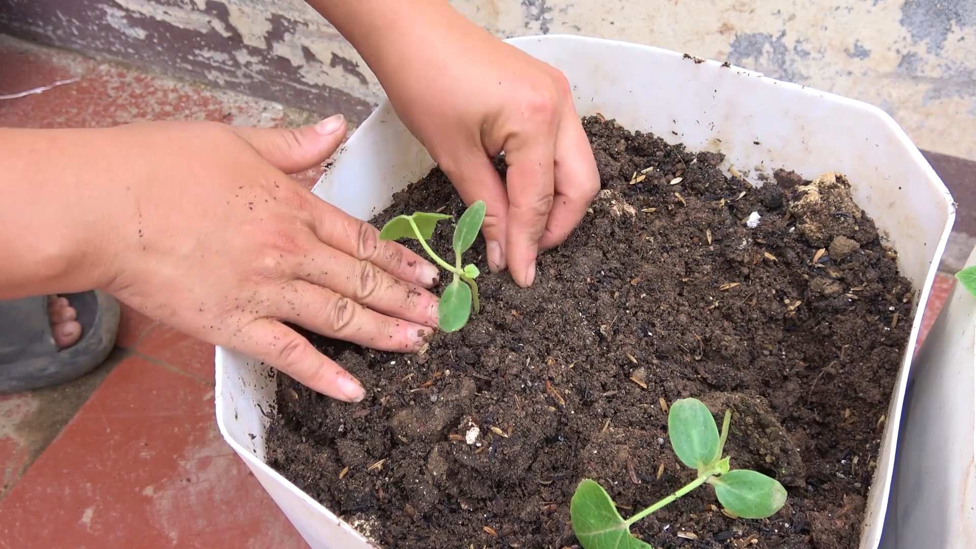 Melonen an der Wand ziehen