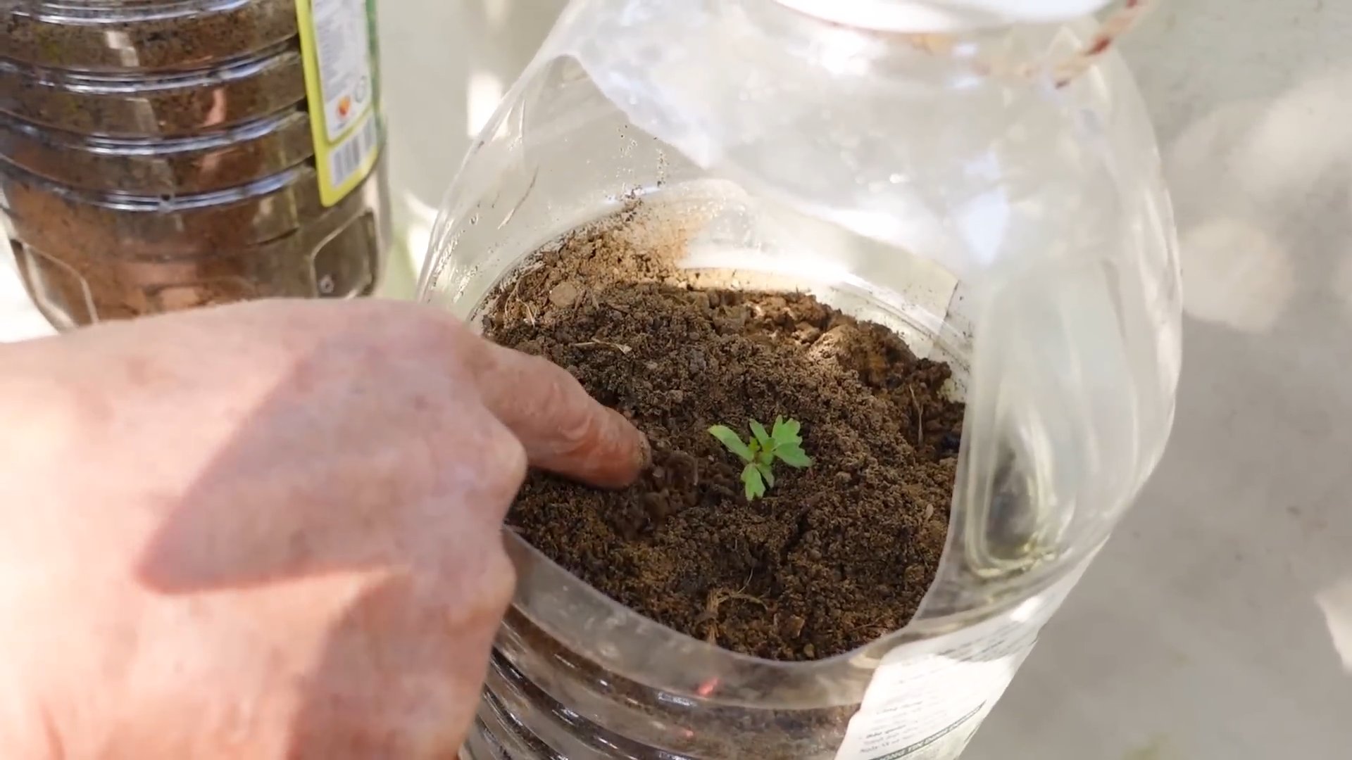 Tomatenanbau Tipps für reiche Ernte
