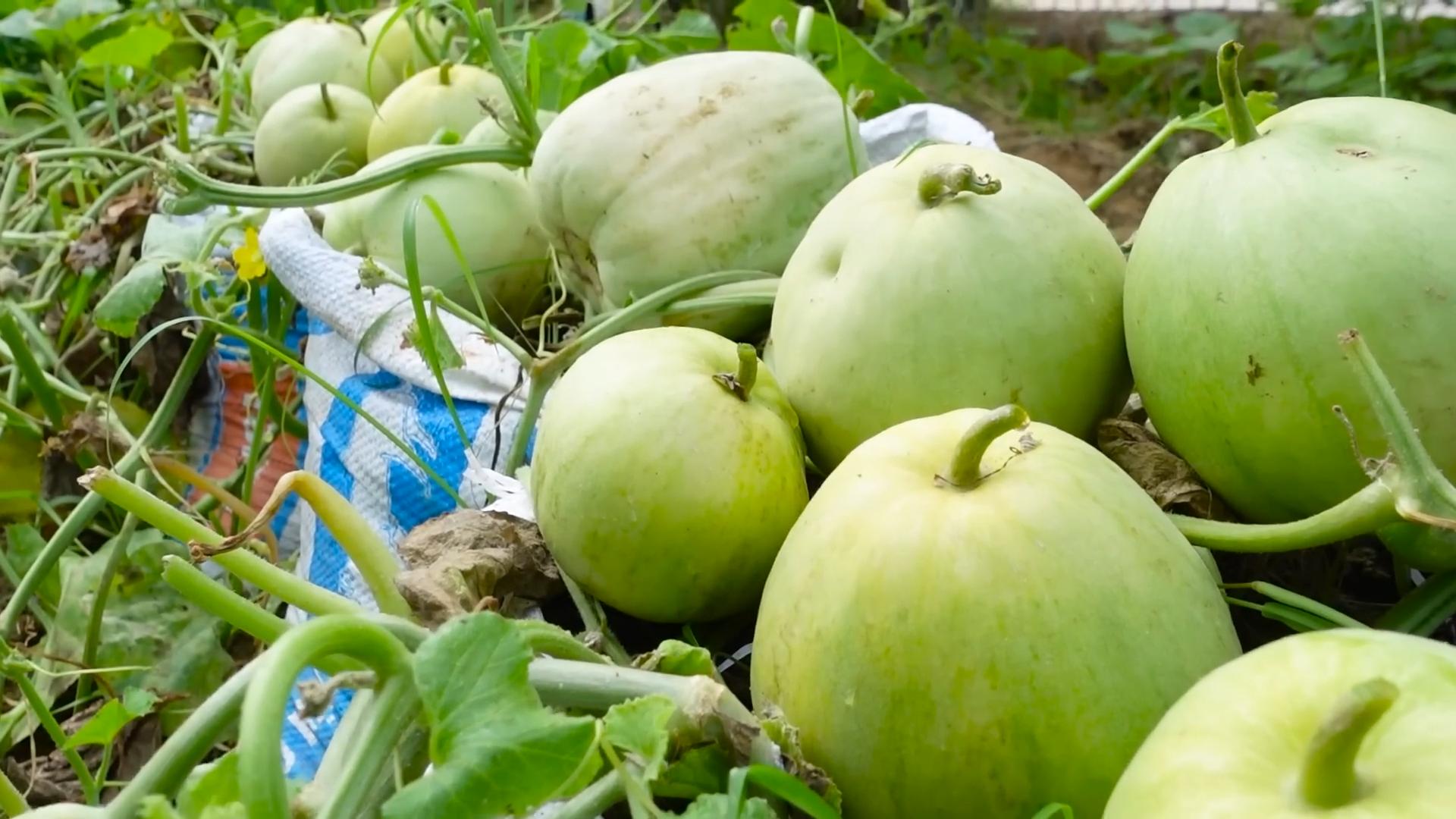Wassermelone Anbau im Pflanzsack
