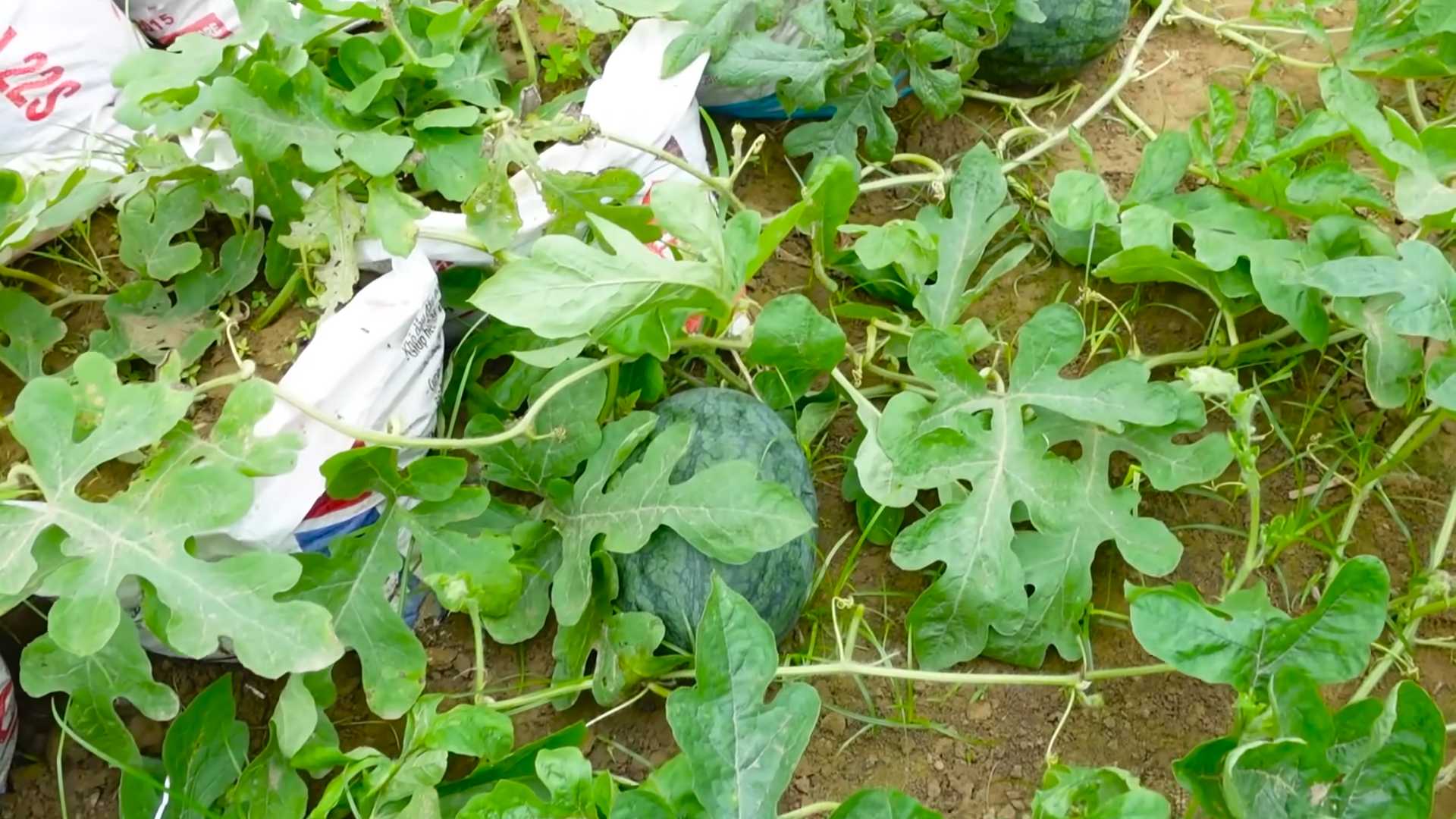 Wassermelone anbauen zu Hause