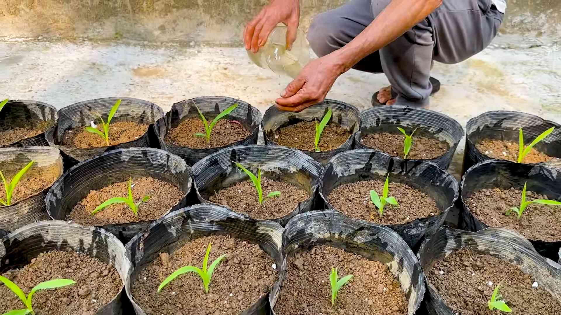 Dachgarten Mais Anbauen