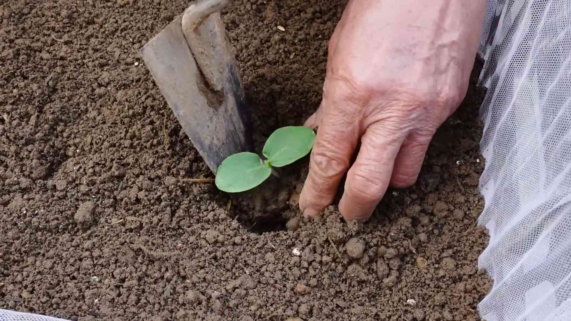 Flaschenkürbis Anbau leicht gemacht