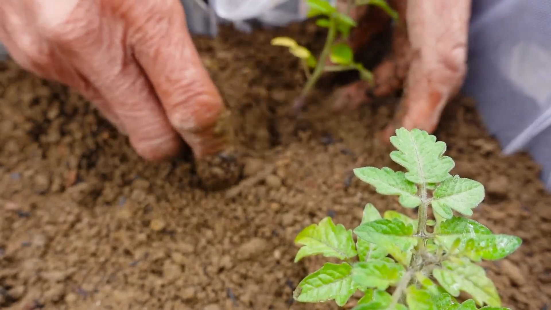 Tomaten anbauen zu Hause
