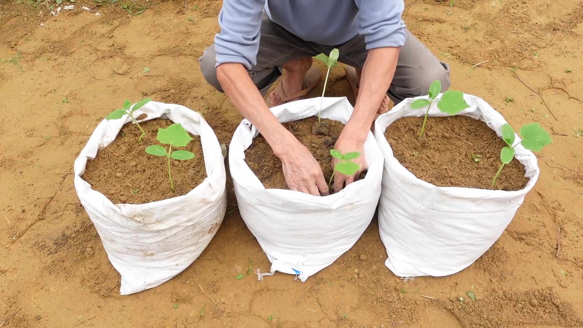 Gurken anbauen ohne Garten