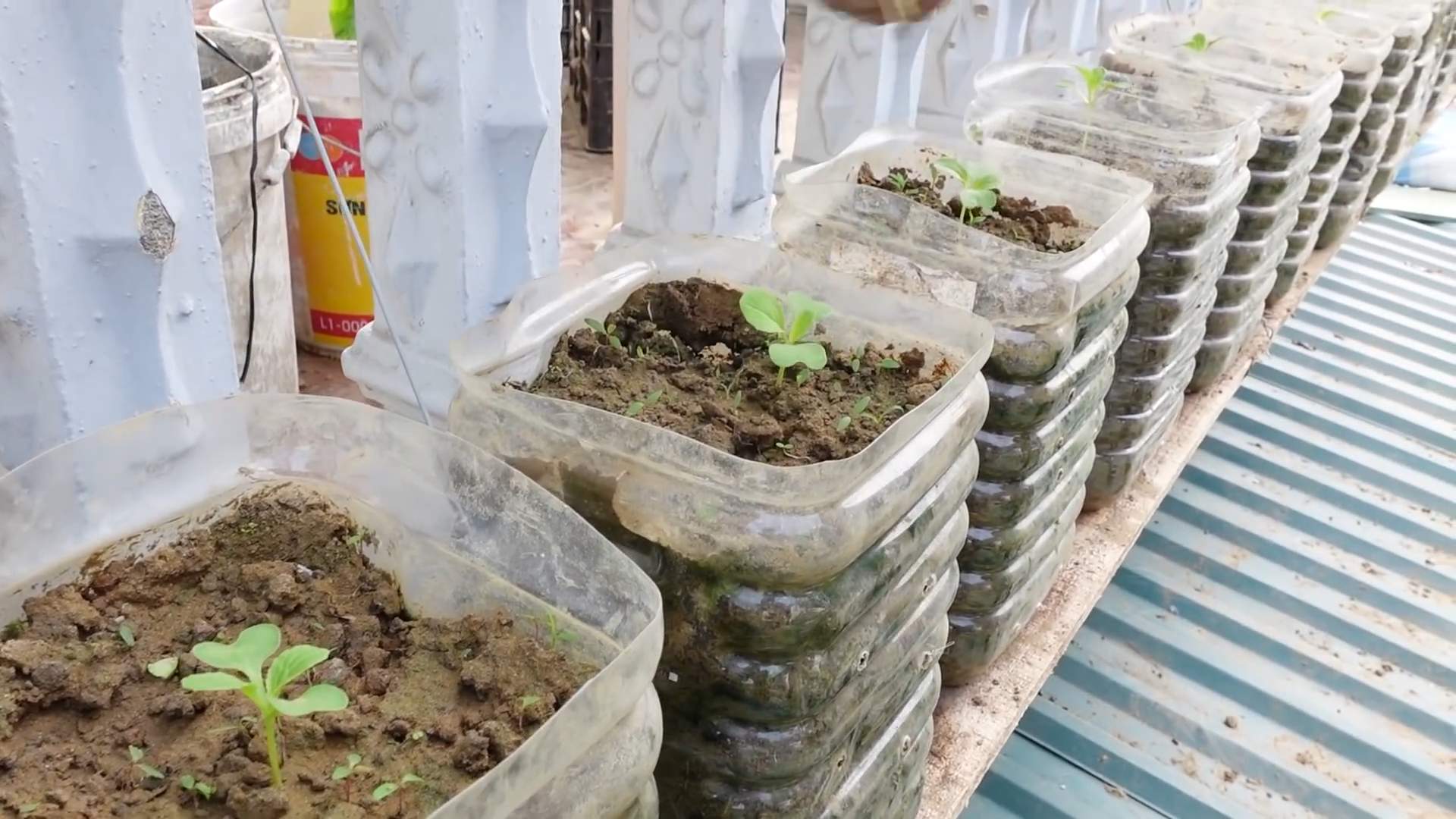 Bok Choy Anbau zu Hause