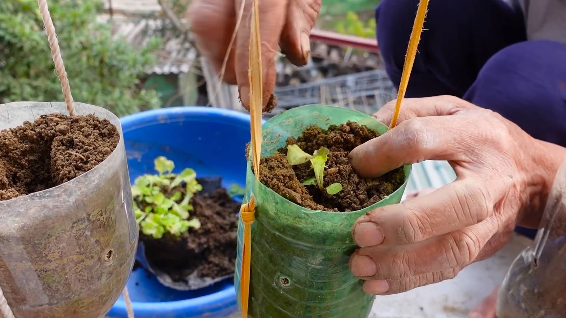 Balkongarten Gemüse anbauen