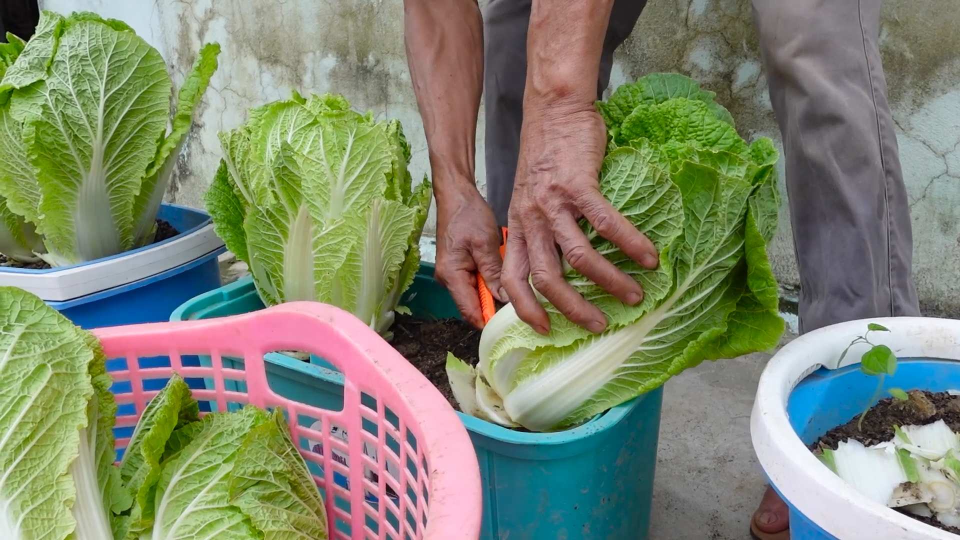 Kohl Anbaumethode für hohe Erträge