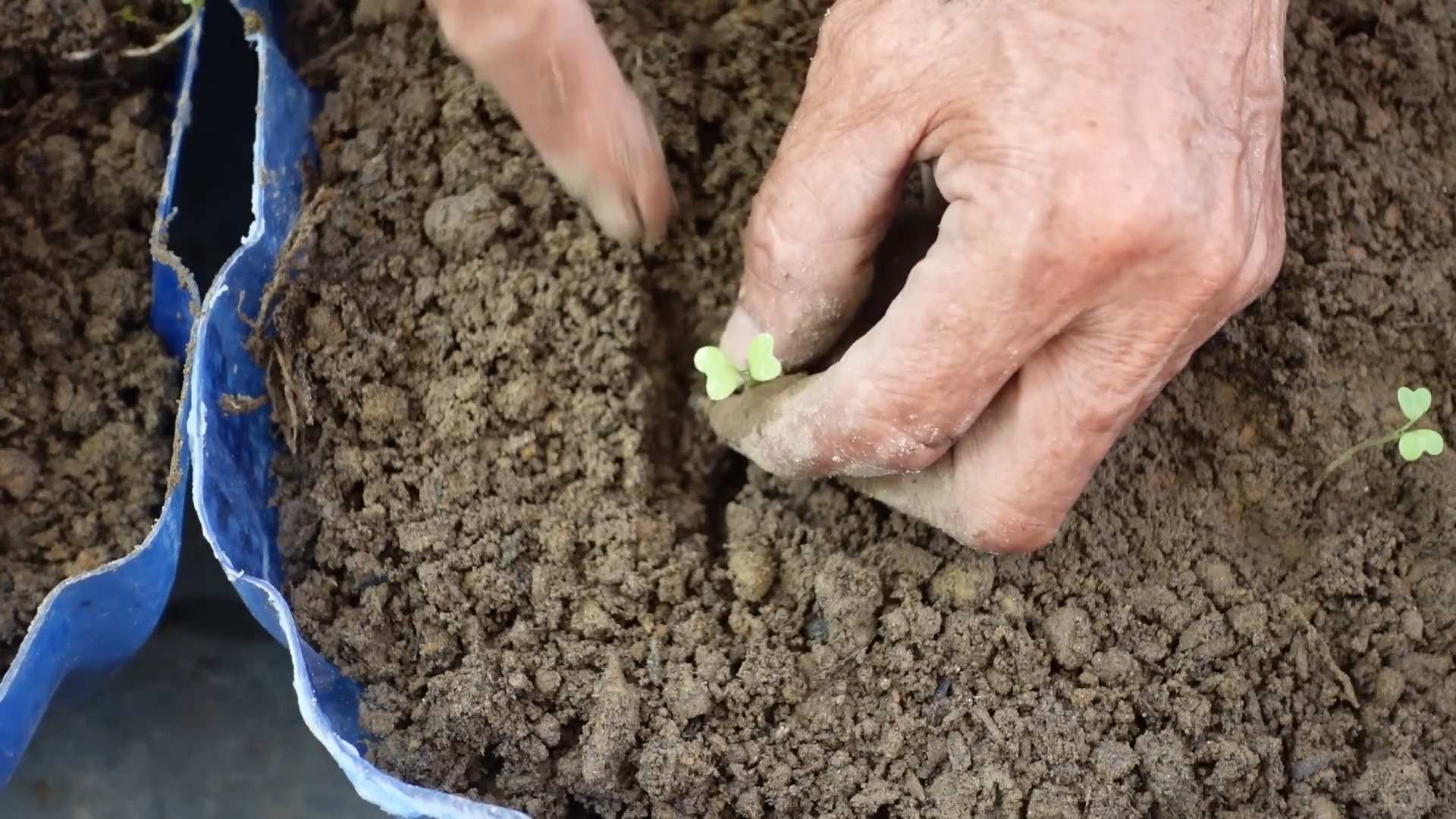 Gemüseanbau mit Recyclingflaschen