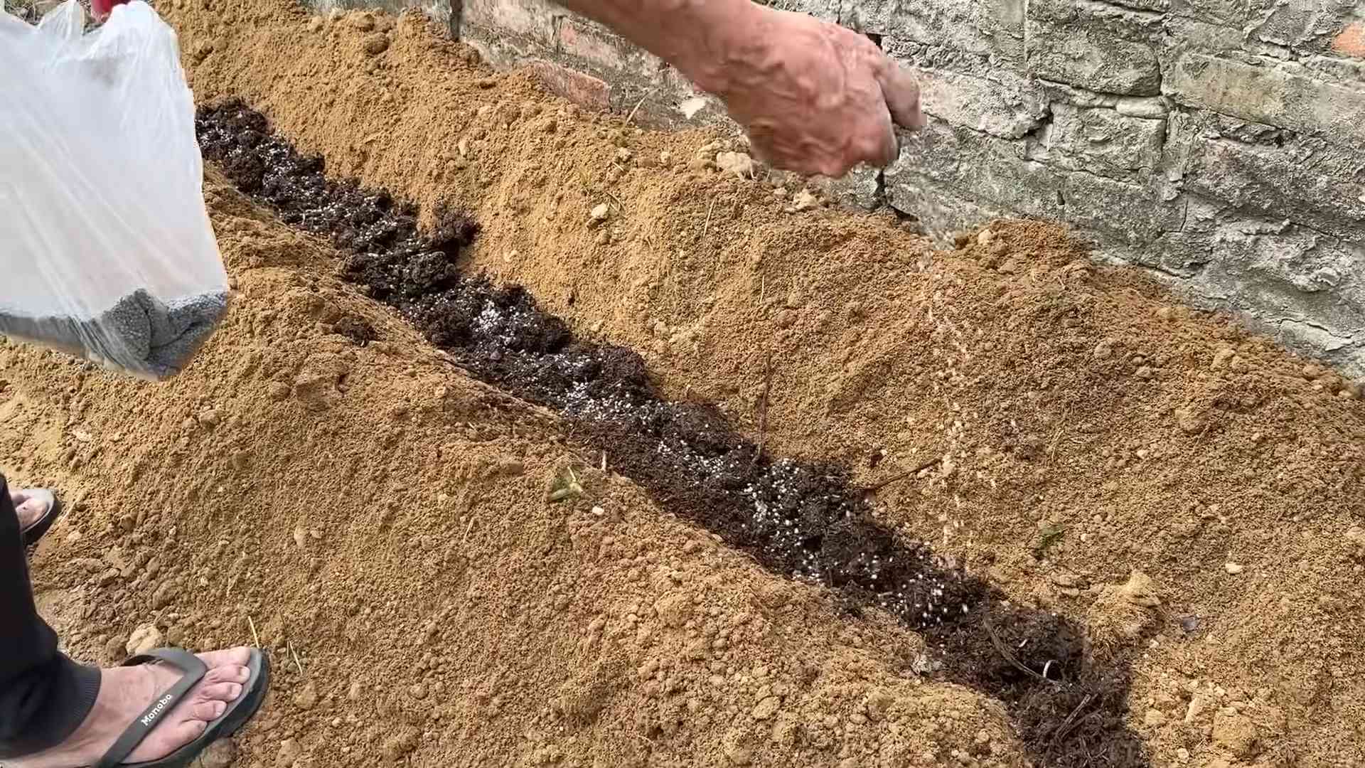 Süßkartoffeln anbauen: Anfänger Guide