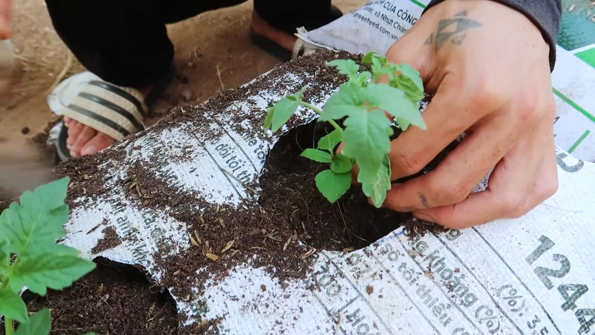 Tomaten Sackpflanzung DIY Budget