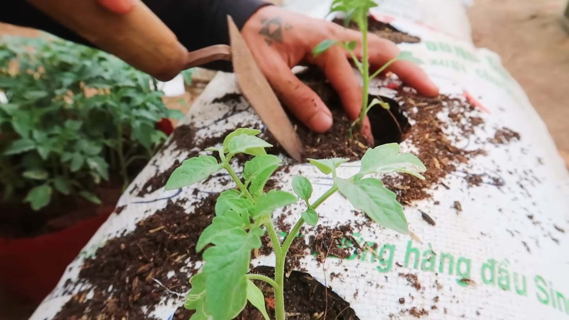 Tomaten selber anbauen