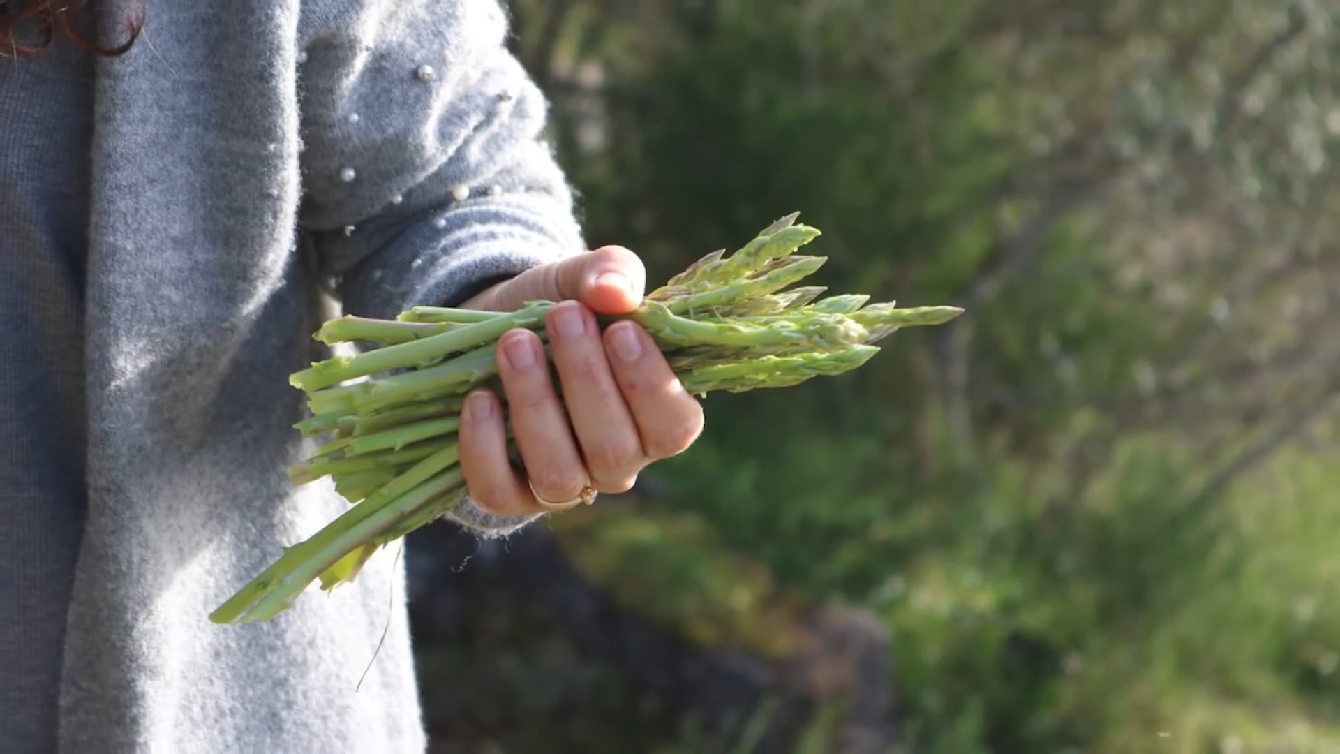 Spargel Anbau zu Hause