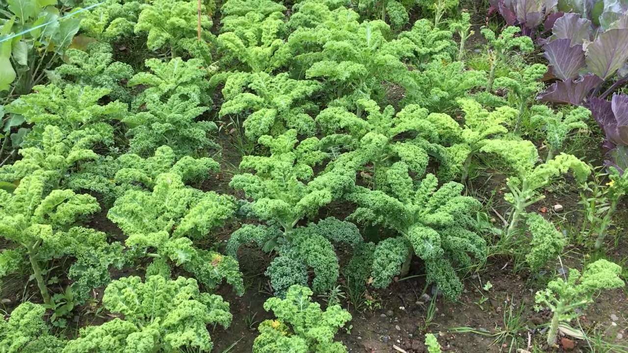 Kale ganzjährig anbauen