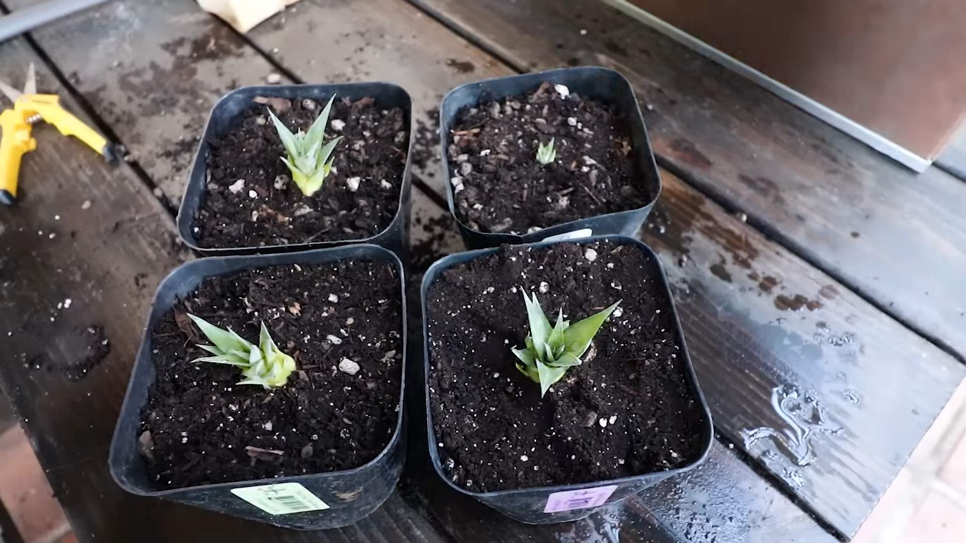 Ananas Anbauen im Garten