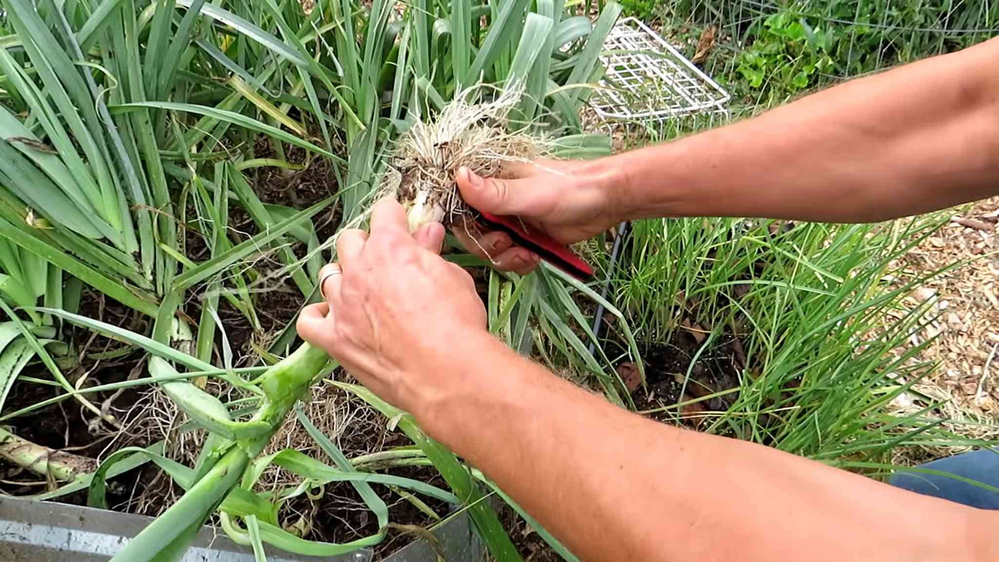 Lauch anbauen für Suppen