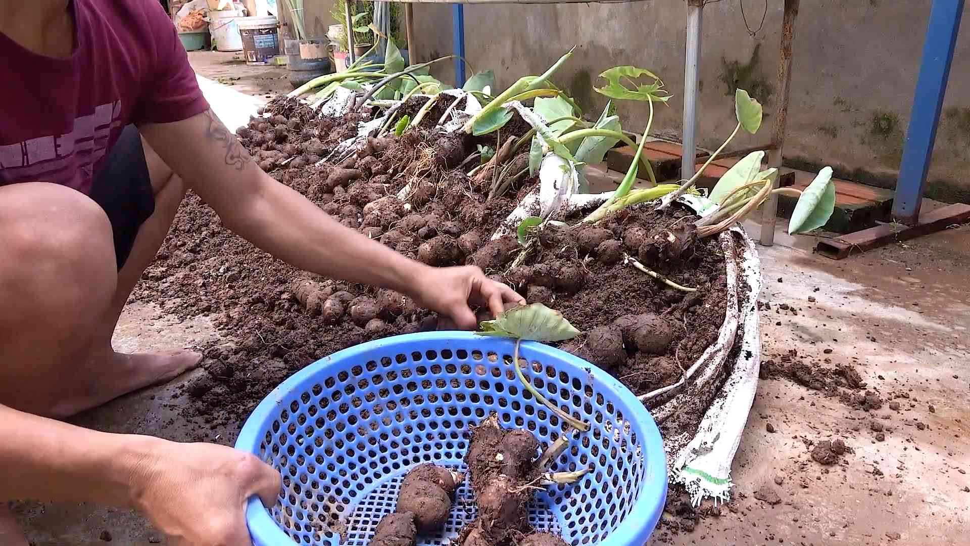 Taro Anbau Zuhause