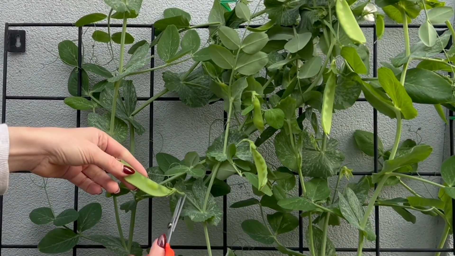 Erbsen selbst anbauen