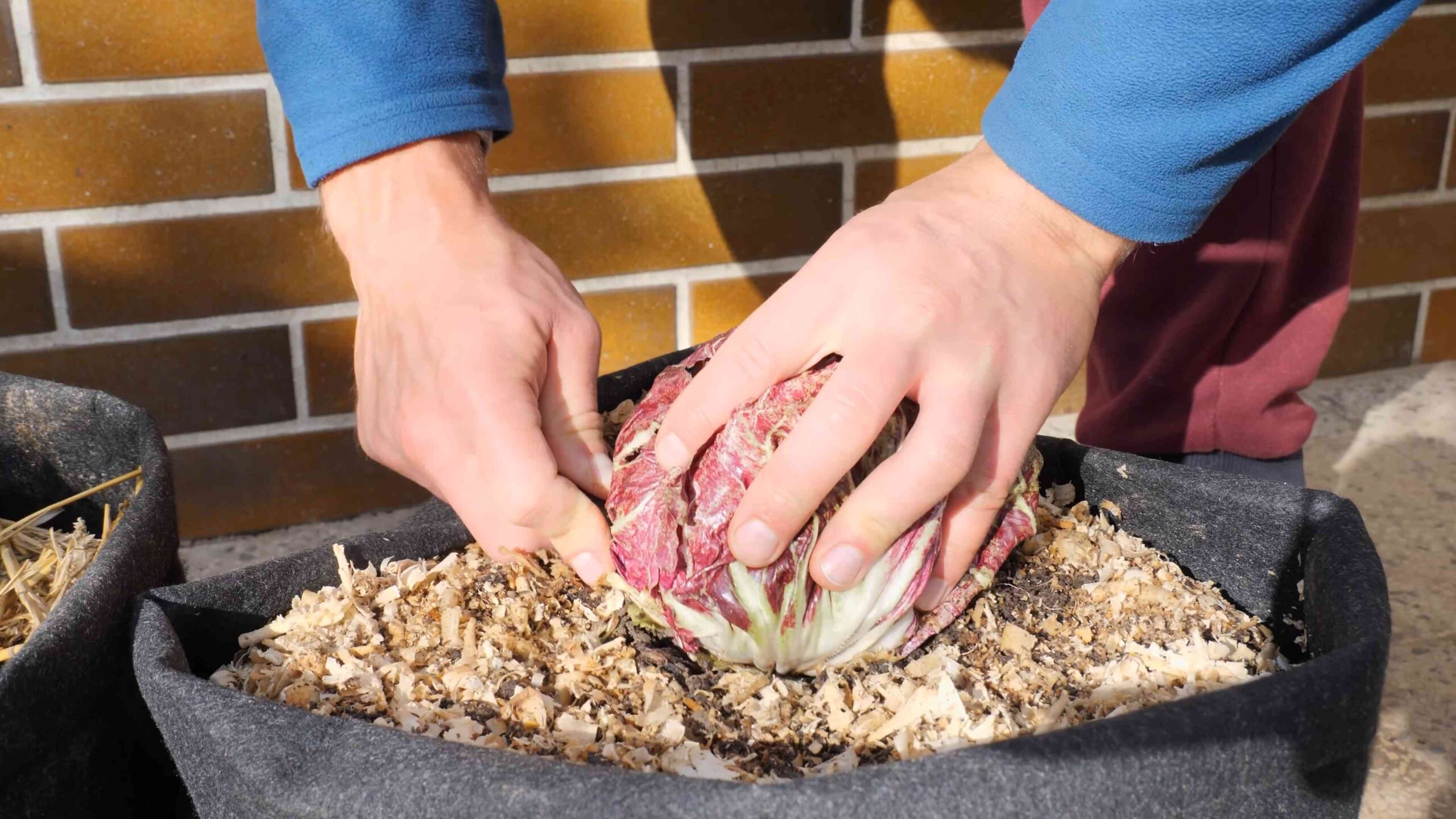 Radicchio Anbau Tipps
