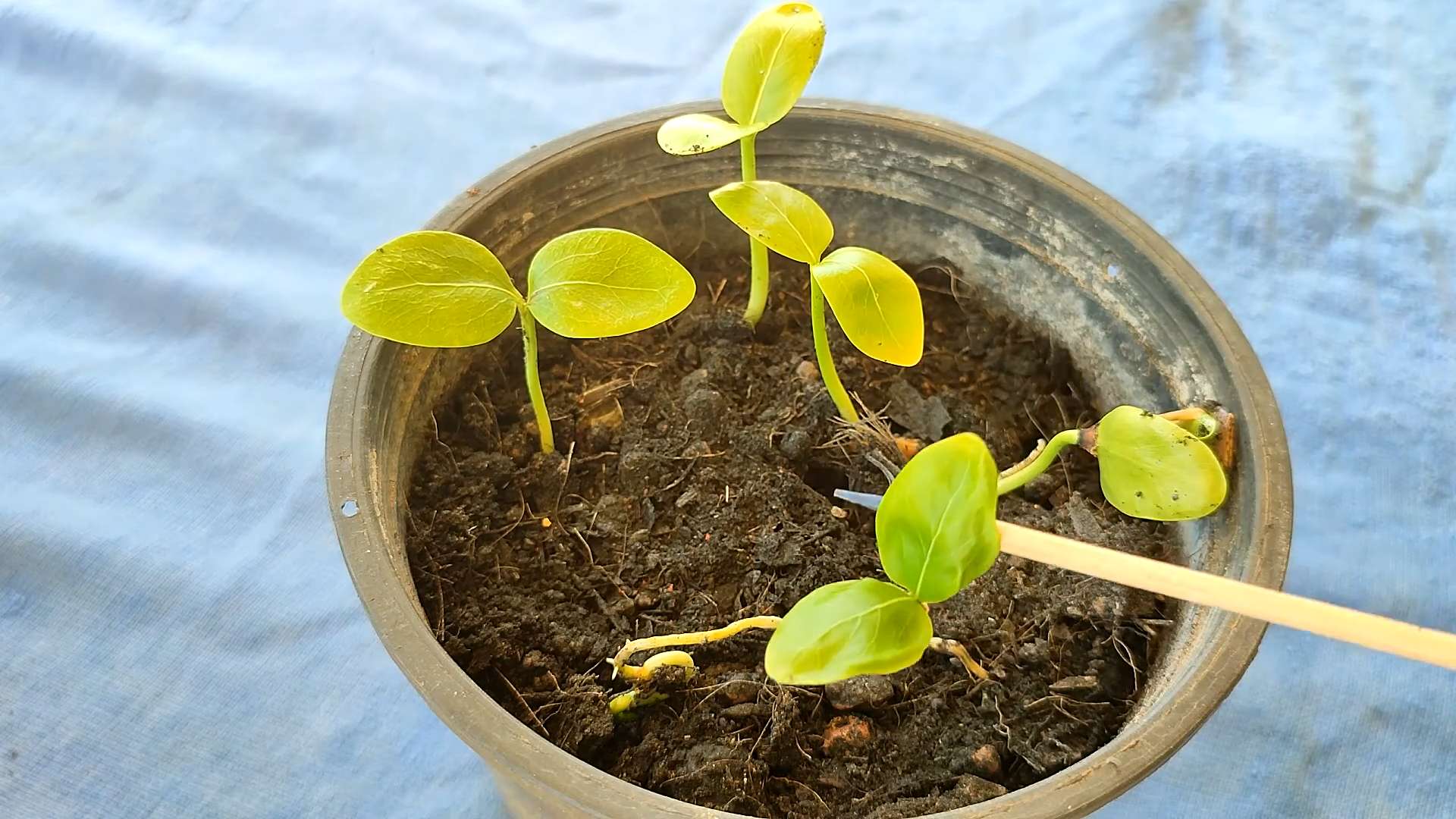 Sapodilla Baum Pflege Anleitung