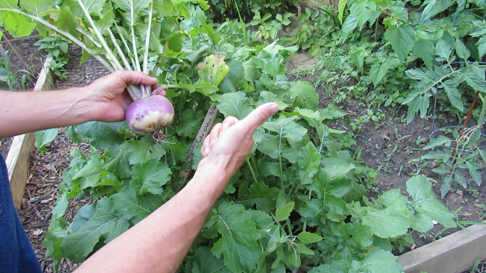 Rüben anpflanzen und pflegen