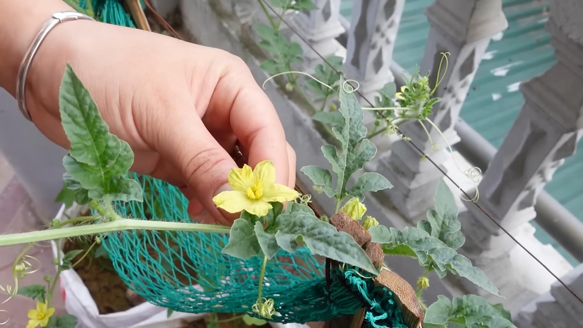 Wassermelone Anbau im Garten