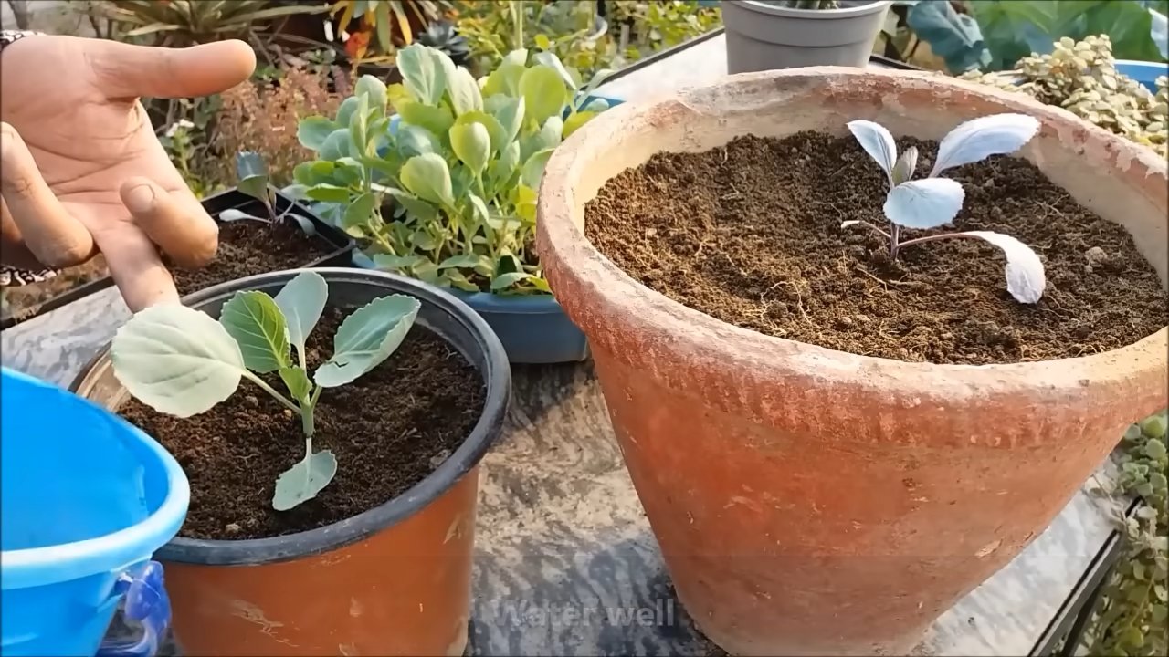 Blumenkohl selber anbauen