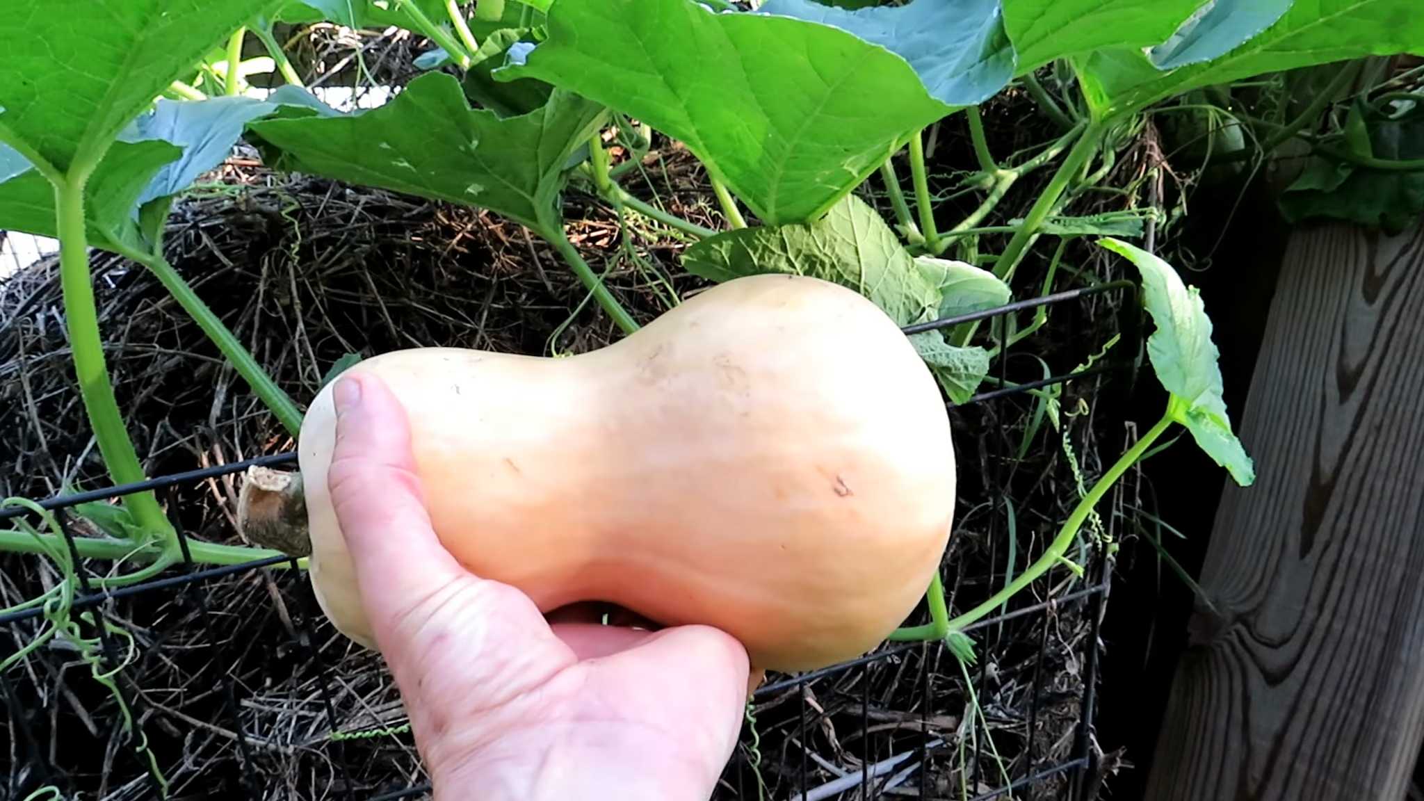 Butternut Kürbis Anbauen Garten