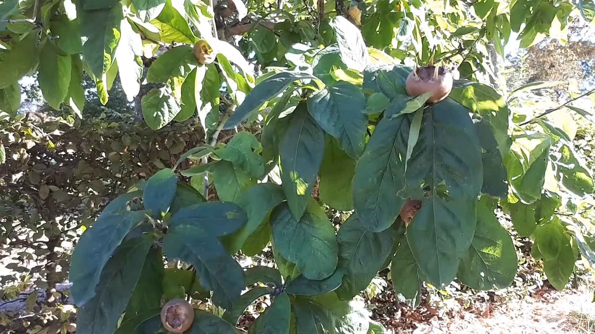 Mispelbaum selber ziehen