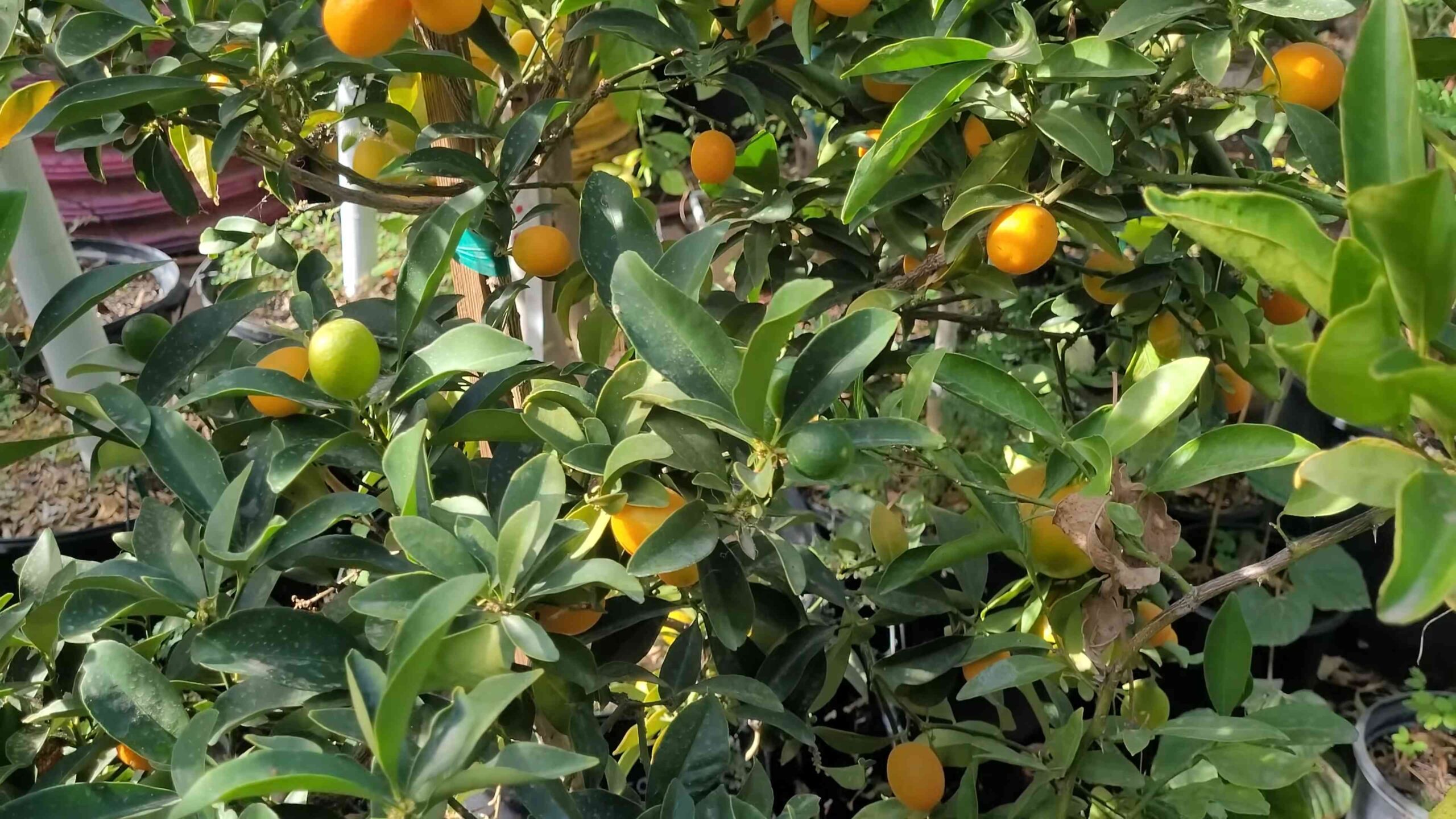 Zitrusfrüchte im Garten anbauen