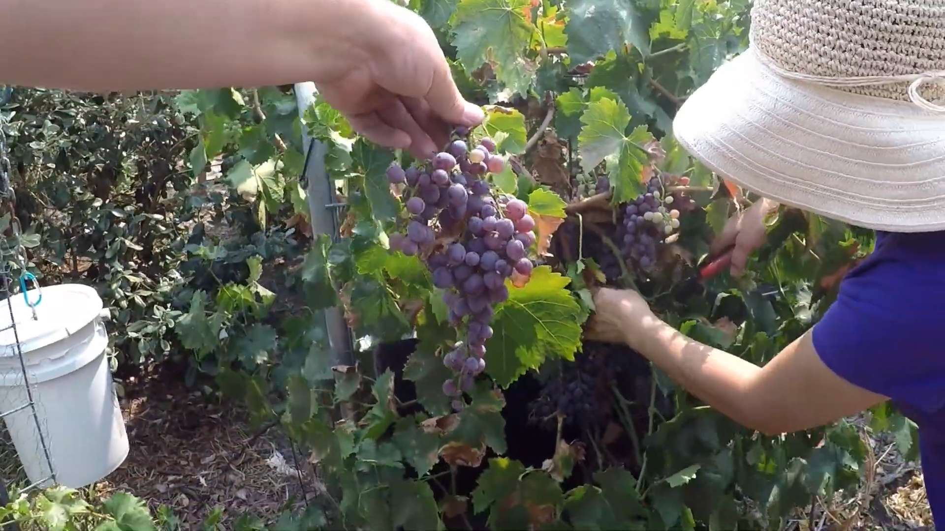 Weinreben Anbauen im Garten
