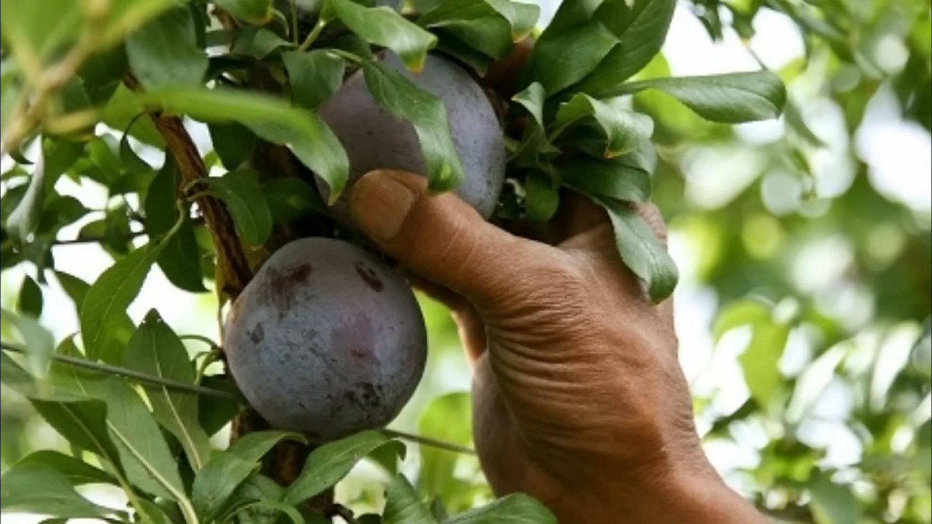 Pflaumenbaum im Garten pflanzen