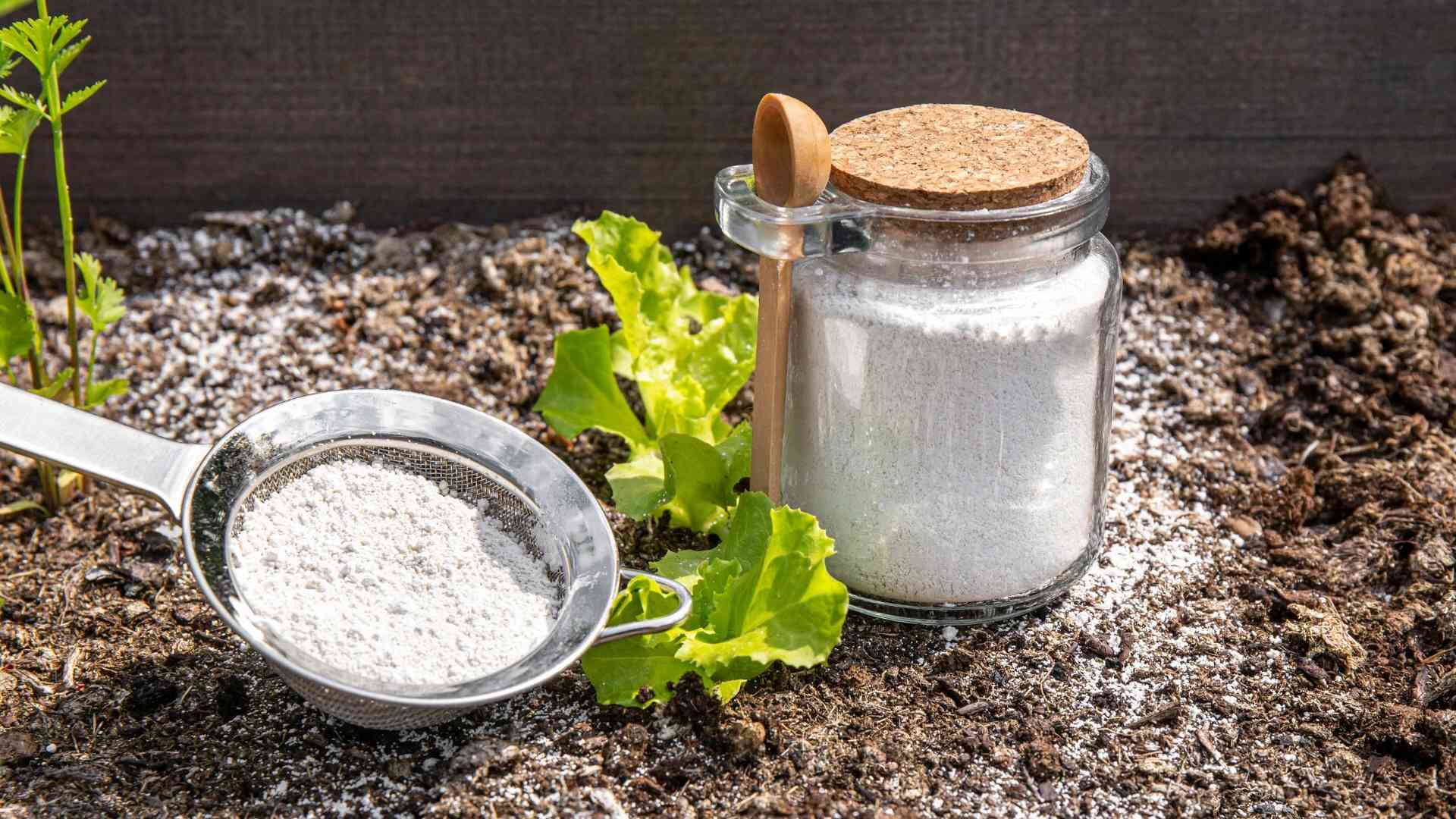 Schnecken natürlich bekämpfen