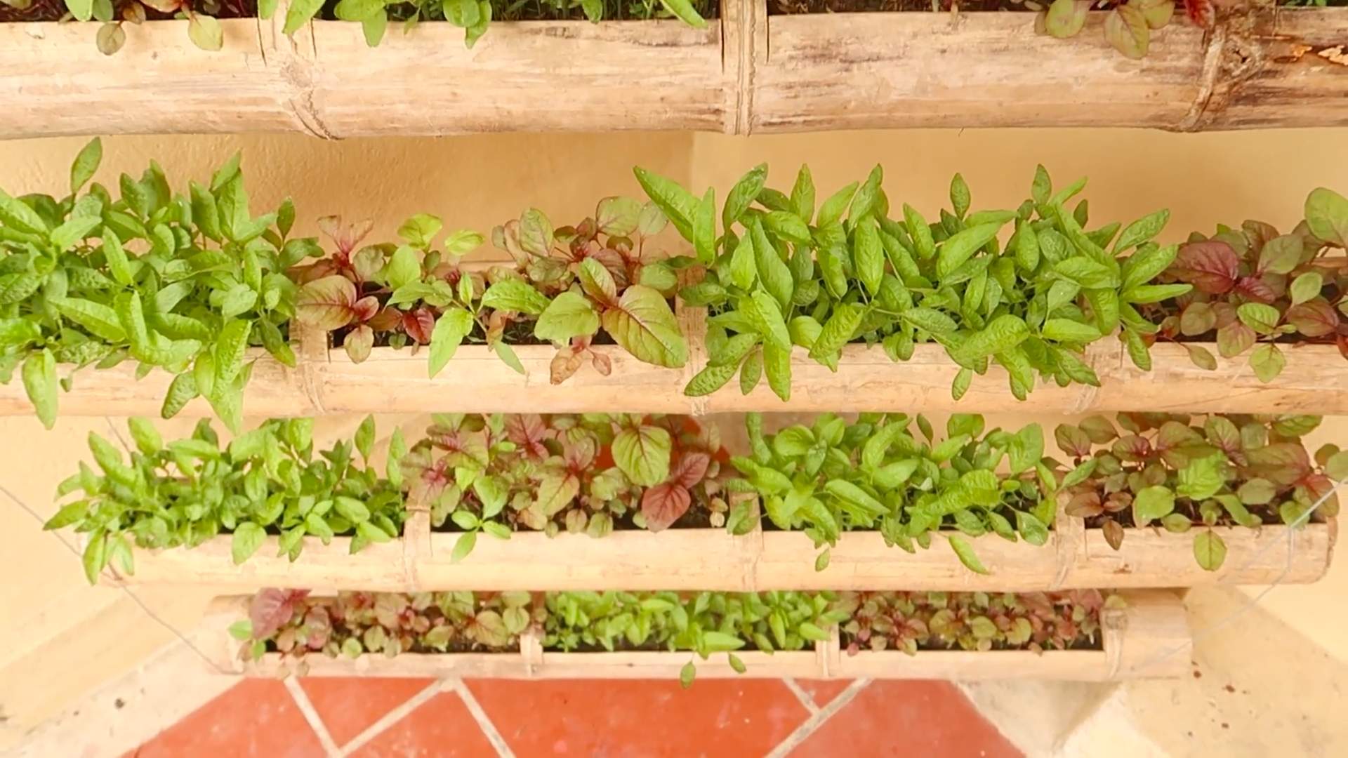 Spinat Anbau Hängegarten DIY