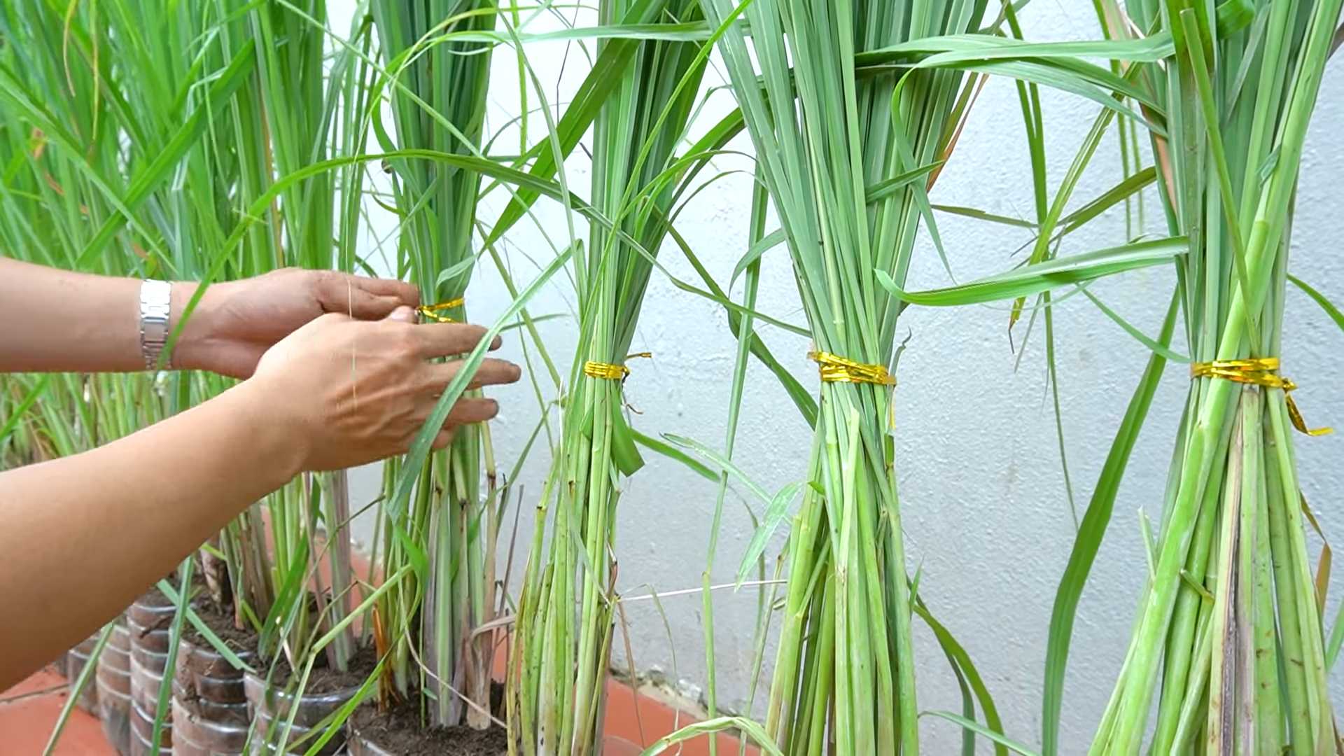Zitronengras anbauen Anleitung