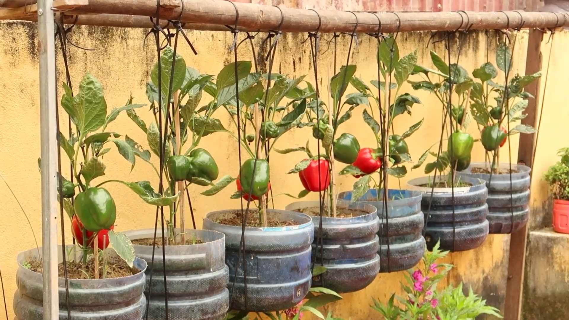 Paprika selbst anbauen