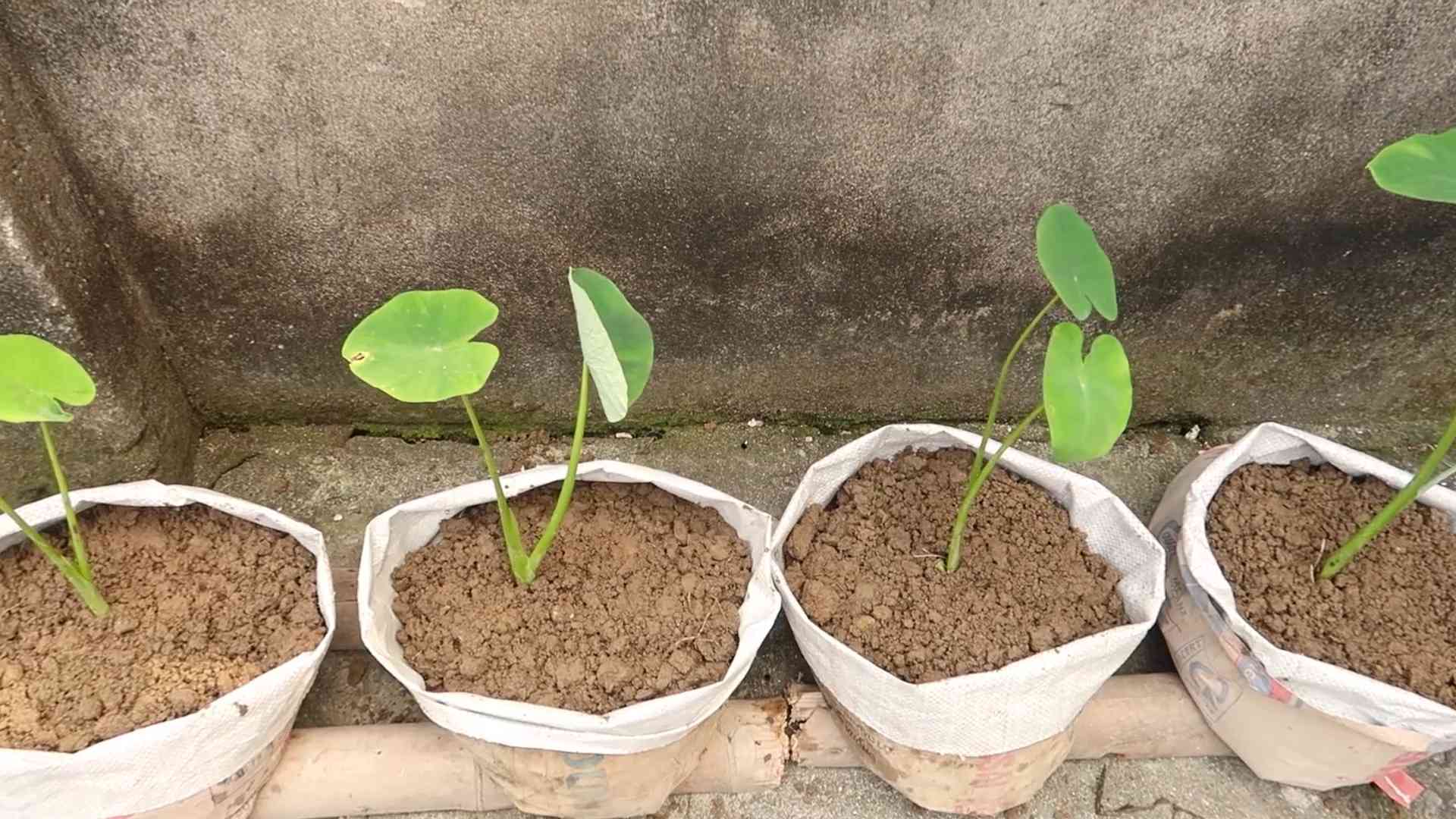 Riesen Alocasia Odora Pflege
