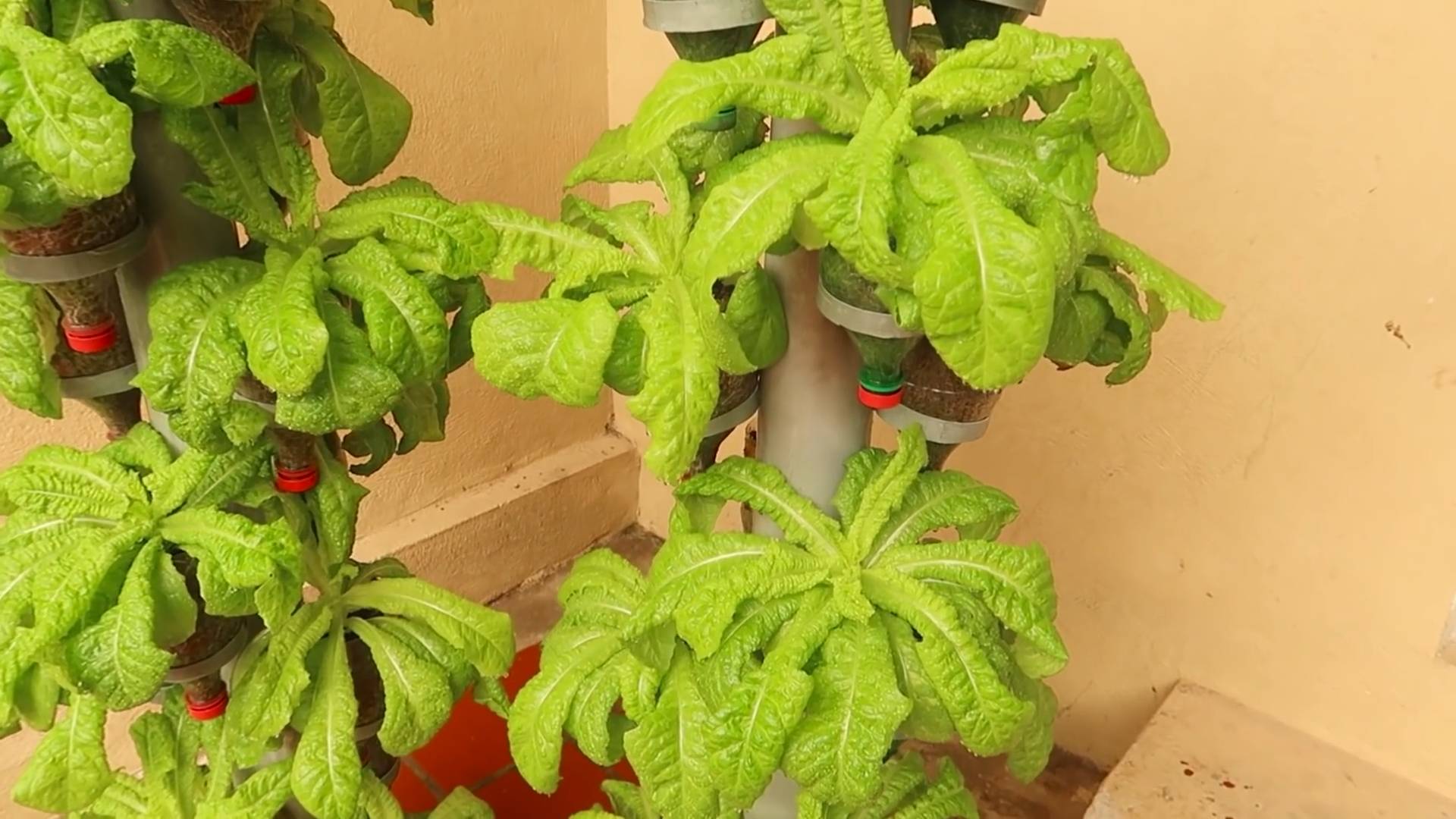 Salat anbauen DIY