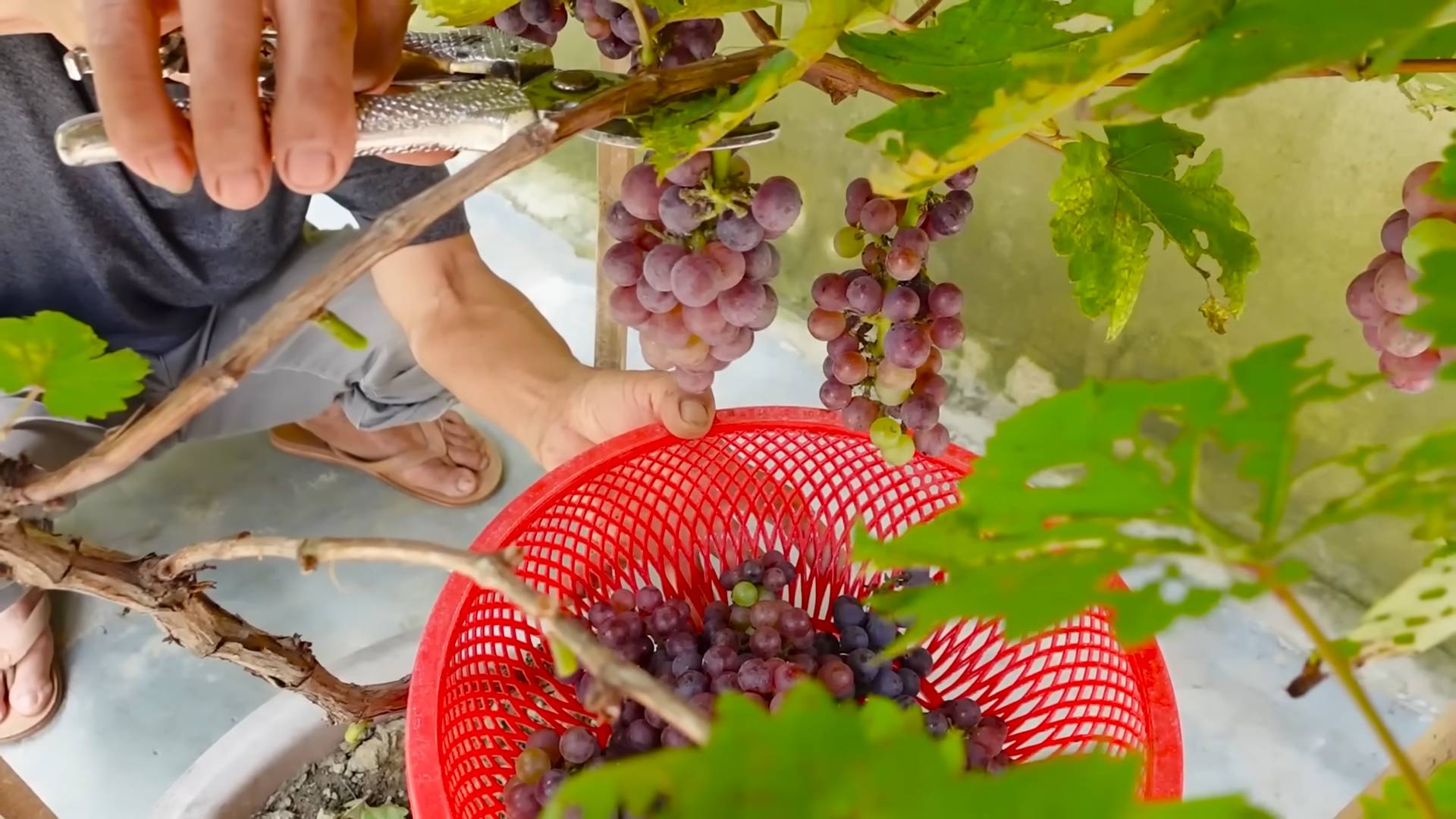 Weintrauben im Garten anbauen