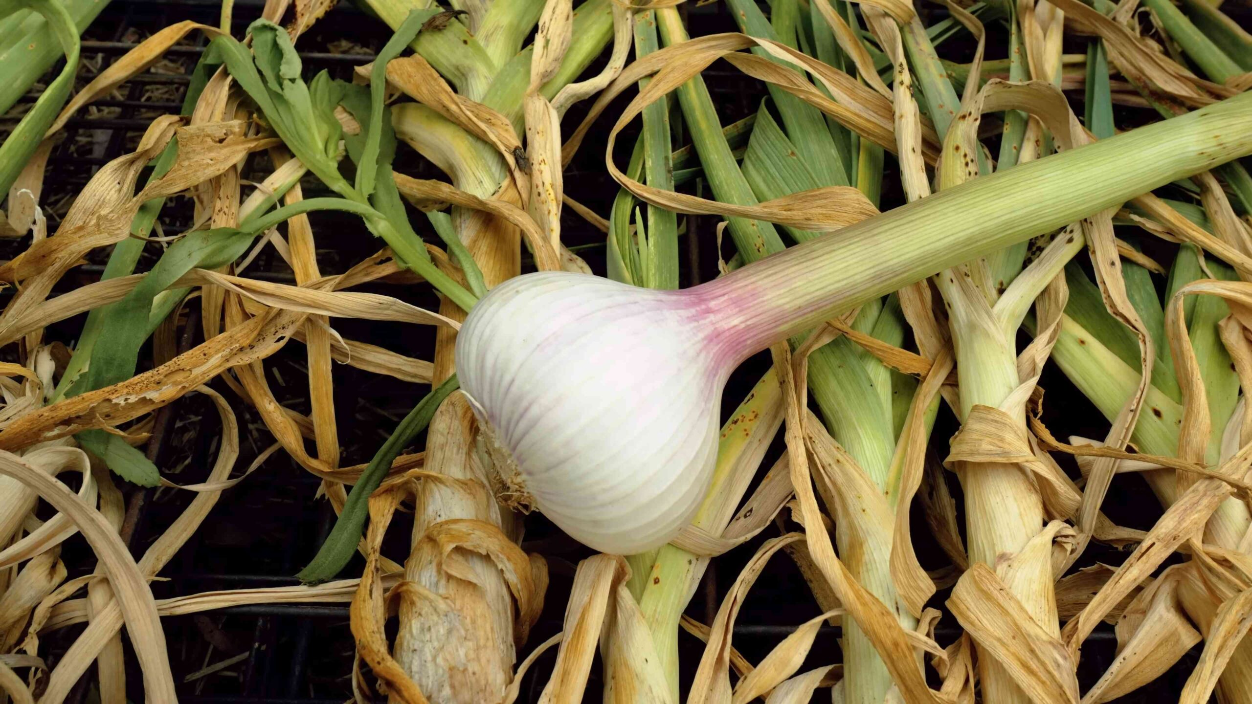 Knoblauch Anbauen Einfache Anleitung