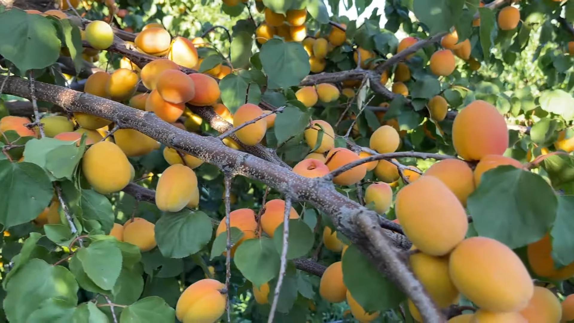 Aprikosen Anbau im Garten