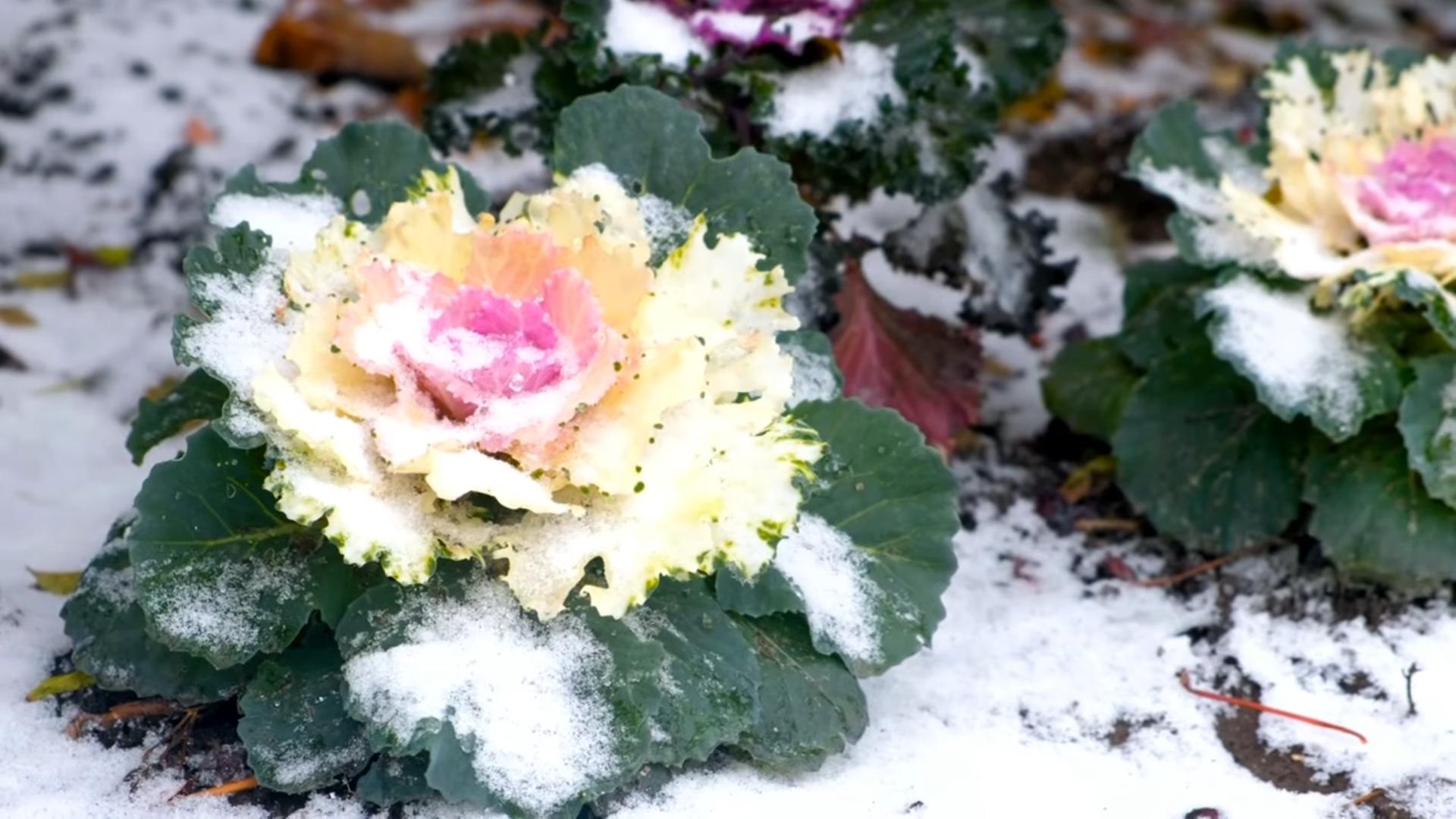 Winterblühende Blumen Top 5