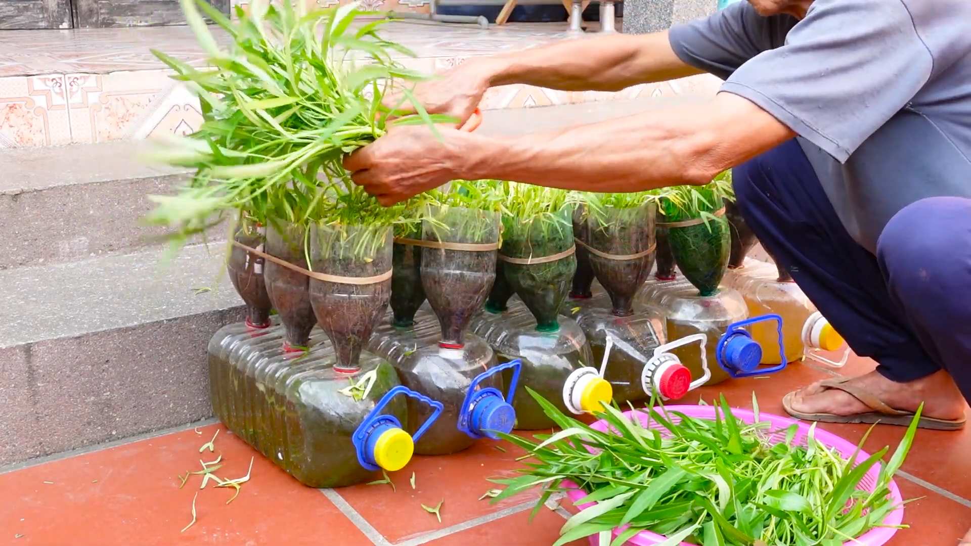 Kangkong anpflanzen Anleitung