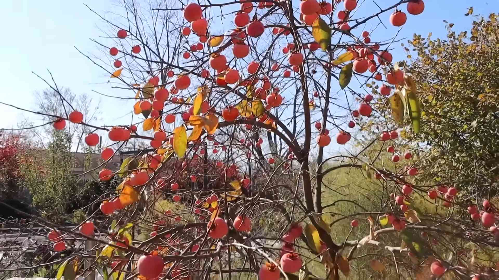 Kakis anbauen im eigenen Garten