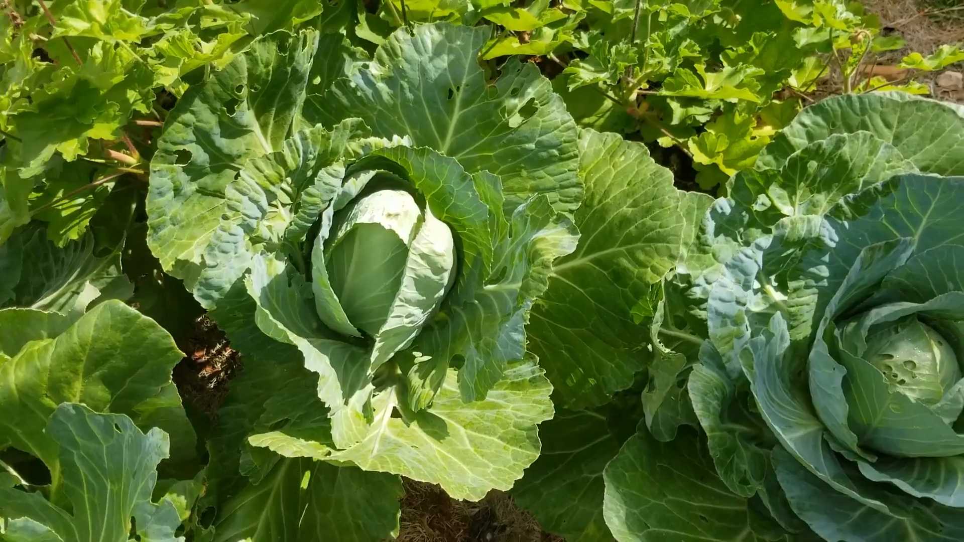 Kohl Anbautipps für den Garten