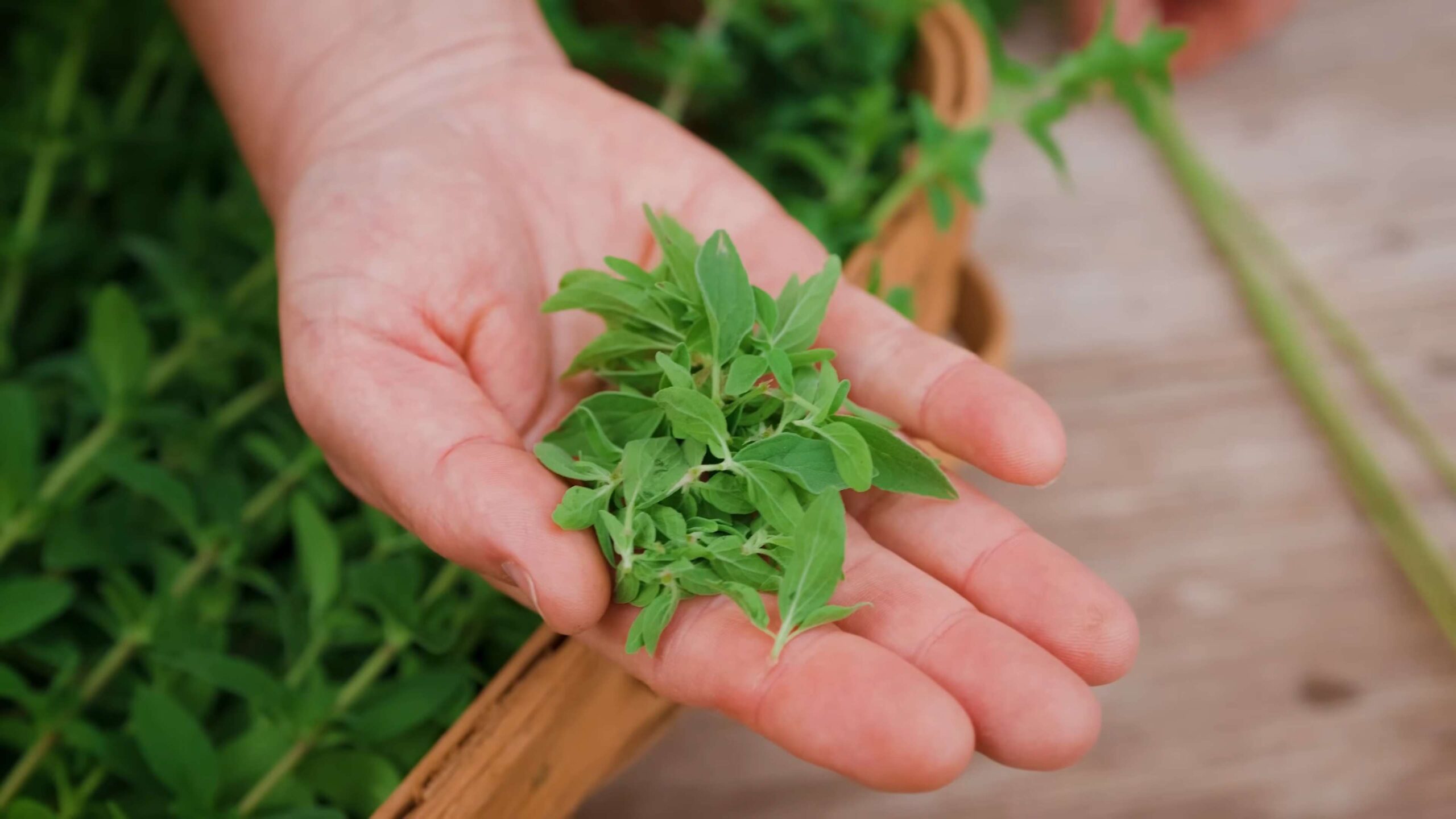 Oregano Anbauen DIY