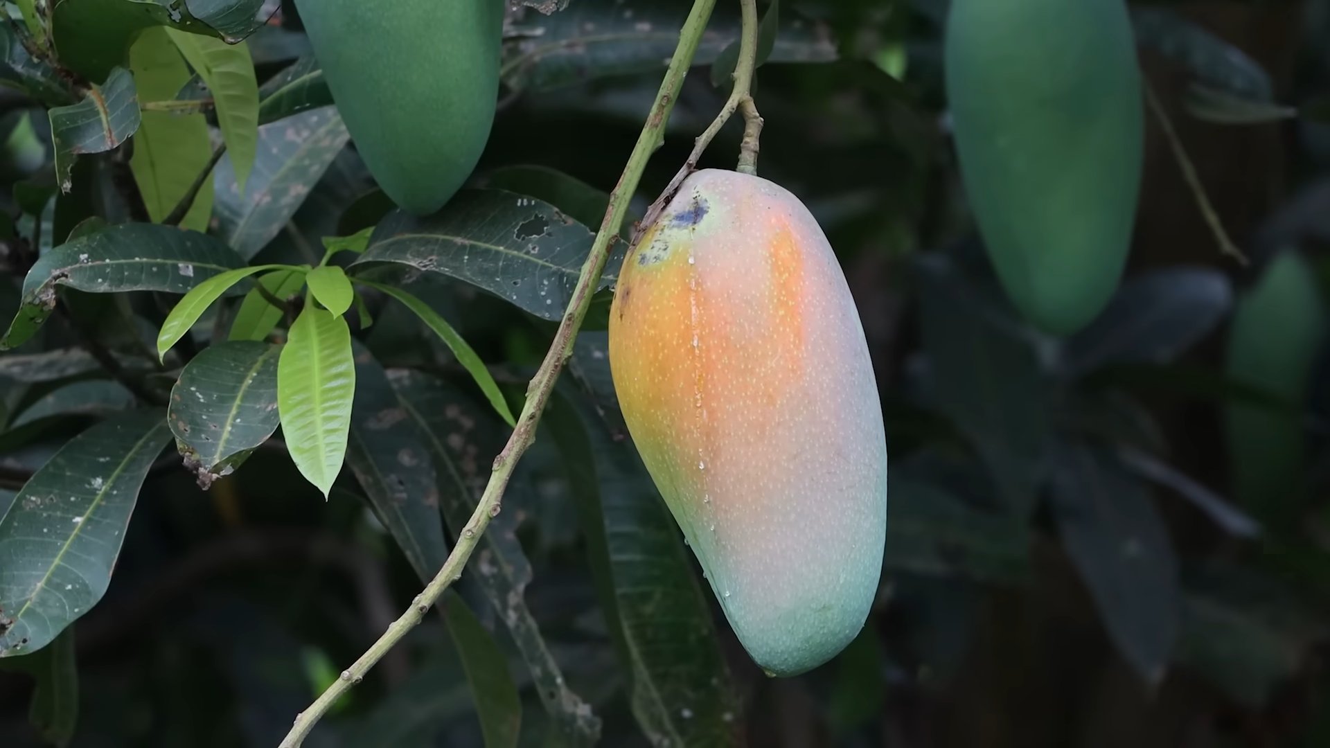 Mango Bäume pflanzen Garten