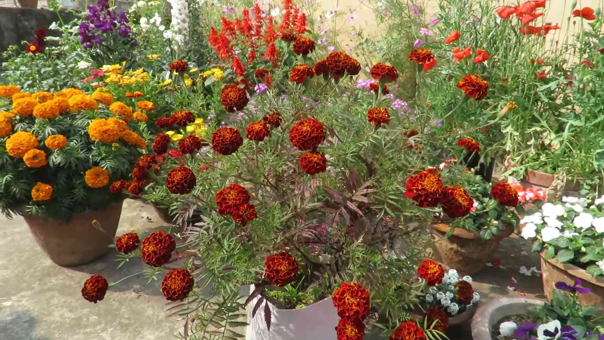 Ringelblumen Anbau Tipps